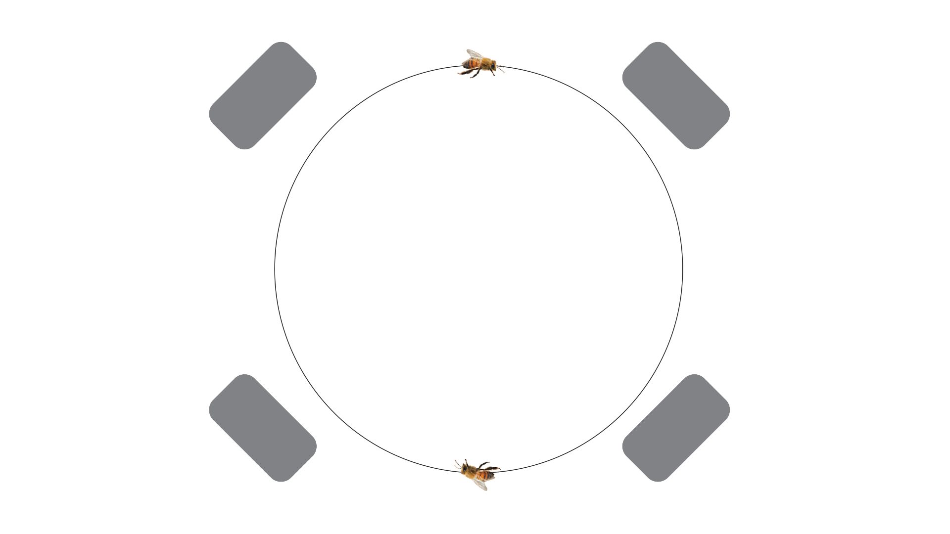 THE SOUND WAVE MOTION OF A BEE WITH SURROUND SOUND